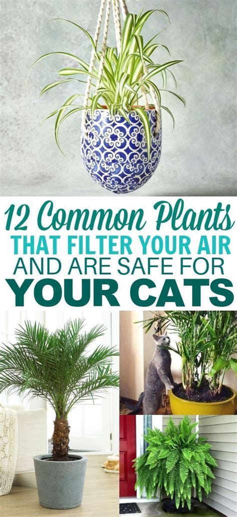 12 Common Houseplants Safe For Cats That Filter Your Air In 2020