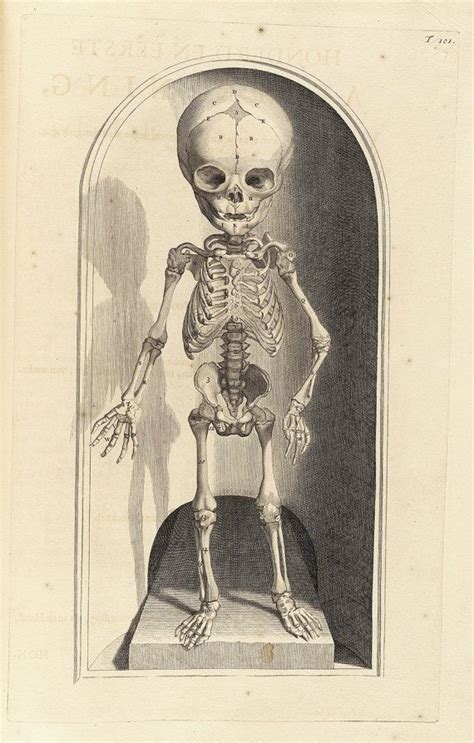 Govard Bidloo And Gerard De Laireese Fetal Skeleton Table Etsy