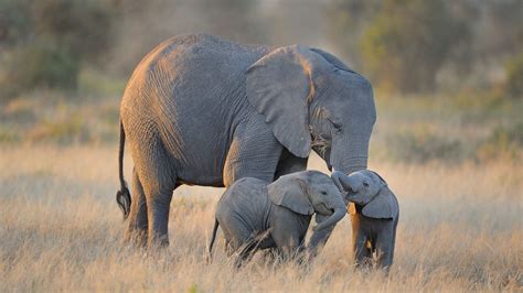 Elephant Gestation Period Longer Than Any Living Species Bbc Earth