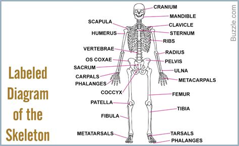 Bones In The Human Body Labeled Diagram Of The Skeleton Human Body