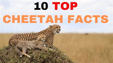 10 Top Cheetah Facts Youtube
