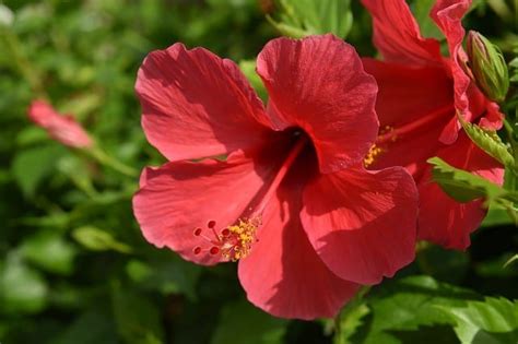 Here are 3 choice as to what it might be along with what to do about it.more in the post. What Animal/Insect/Bug/Pest Eats Holes in Hibiscus Leaves ...