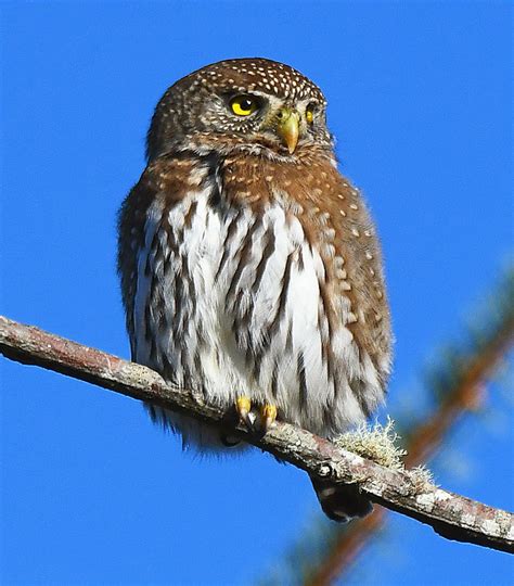 Northern Pygmy Owl Oregon Birding Association