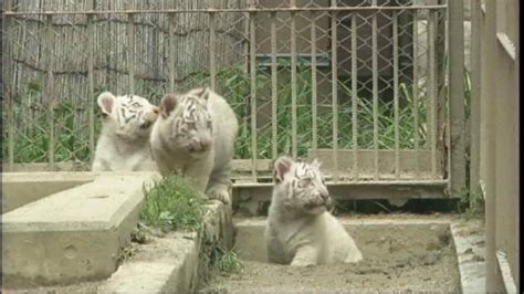 Photos Rare White Tigers Make Zoo Debut In Japan Kabc7 Photos And