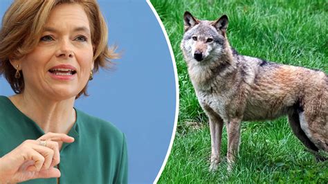 Wahlkampf Um Den Wolf Julia Klöckner Fordert Härtere Gangart Gegen Wölfe
