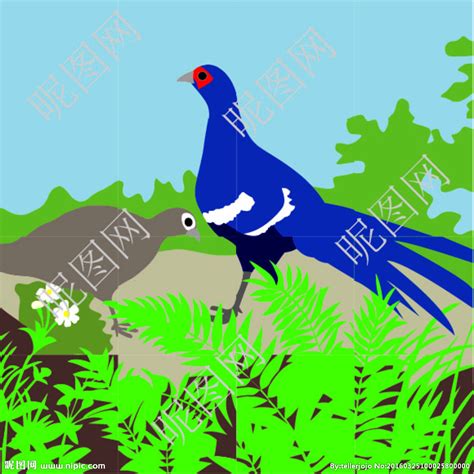 台湾帝雉设计图鸟类生物世界设计图库昵图网