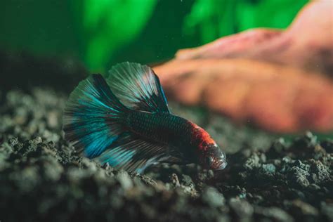 How To Care For A Black Orchid Betta Aquariadise
