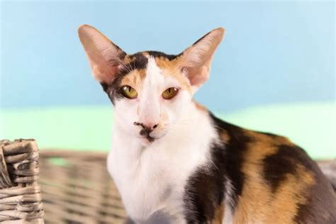 Siamese Calico Mix Cats Heres What You Need To Know Animalfate