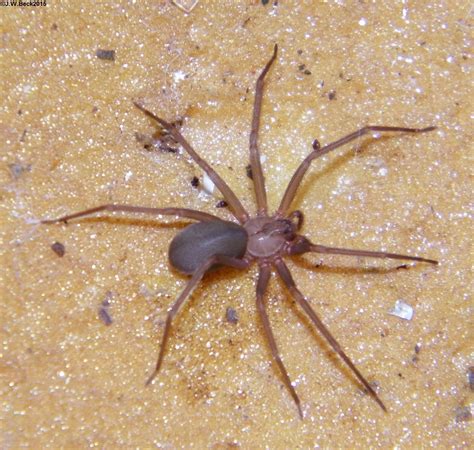 Brown Recluse Lll · Inaturalist