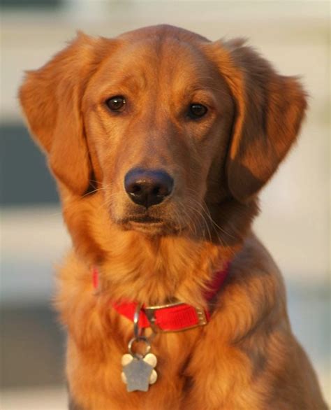 They are no different from traditional goldens except in their coat color. 119 best images about Dogs on Pinterest | Red labrador ...