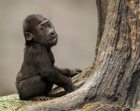 Adorable 6 Pound Baby Gorilla Born At Franklin Park Zoo