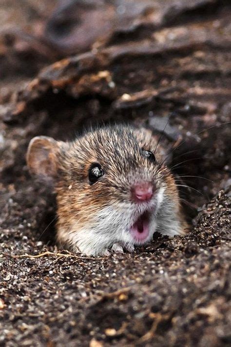 39 Best Mice Field Mice Field Mouse Harvest Mouse Images On