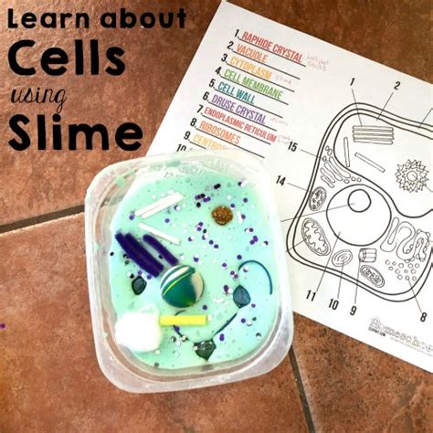 In that case the cell itself would die. Learn All About Cells with Slime - Royal Baloo
