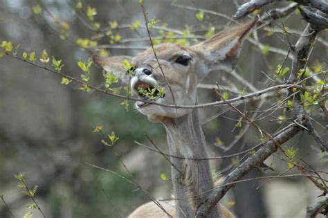Top 10 Most Elegant Antelope Species Of The African Bushveld Africa Freak