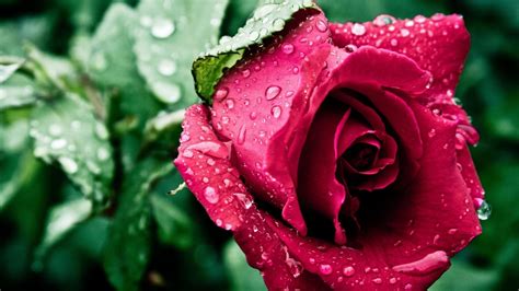 Find the perfect rose picture from over 40,000 of the best rose images. Nature Wallpaper with Red Rose Flower and Water Drops - HD ...