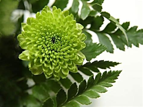 Top 21 Green Flowers That Look Absolutely Amazing Florgeous