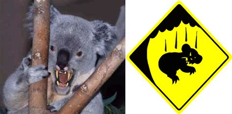 Cant Bear Em How Gps Is Helping To Track Drop Bears