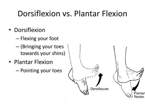 Toe Flexion Muscles