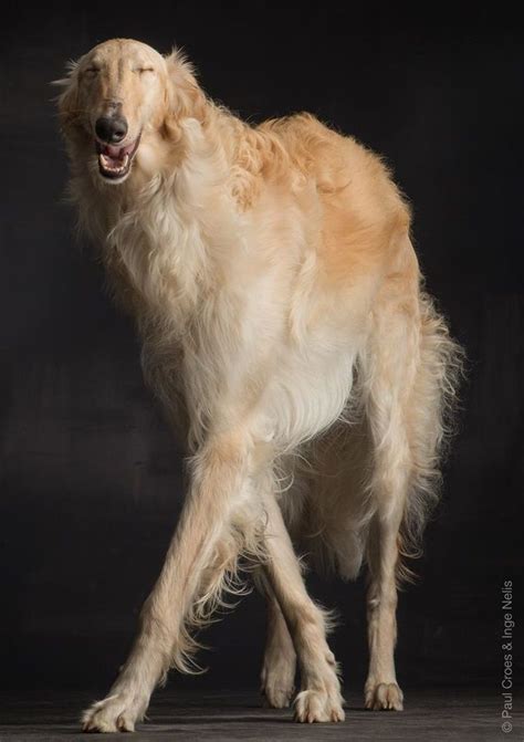Borzoi Russian Hound Photographer Paul Croes Borzoi Dog Borzoi Dogs