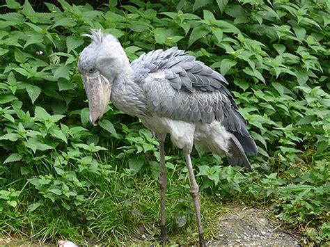 Maybe you would like to learn more about one of these? Zoologischer Garten Zurich in Zurich, Switzerland
