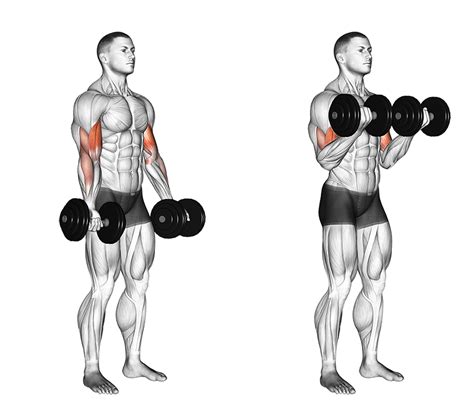 The 15 Best Bicep Exercises And Workouts For Men Boss Hunting
