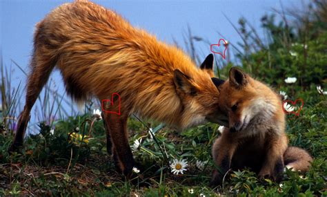 Fox Love By Blackashengermanwolf On Deviantart