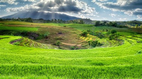 Rice Terrace Hd Wallpapers Hd Wallpapers Id 32495
