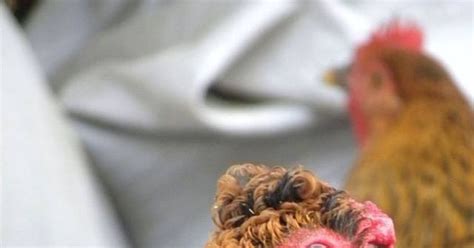 The Chinese Chicken That Looks Like It Has Had A Perm Picture Of The Day