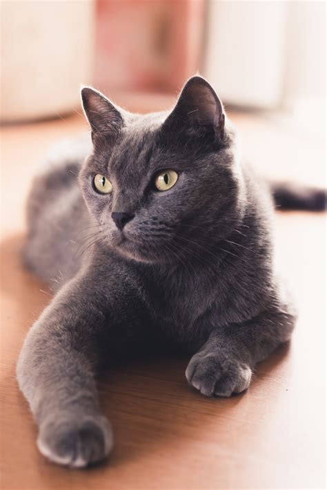 Dit Zijn De Populairste Kattennamen Van Petbnb Blog