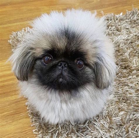 Pekingese Puppies Baby Puppies Baby Dogs Cute Puppies Dogs And
