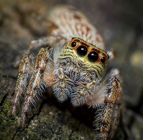 31 Photographs Of Spiders That Will Make Your Skin Crawl Artofit