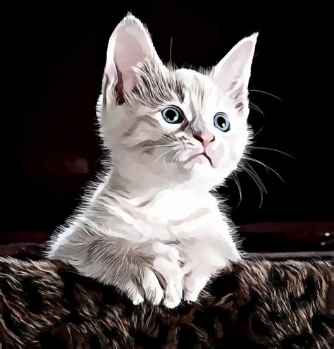 Cute White Kitten With Blue Eyes Cute White Kitten Kitten With Blue