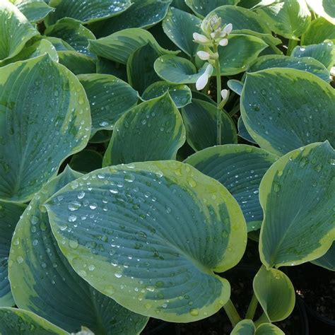 Hosta Frances Williams Midwest Groundcovers Llc