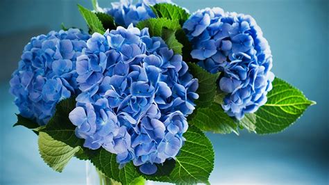Download Blue Flower Leaf Flower Nature Hydrangea Hd Wallpaper