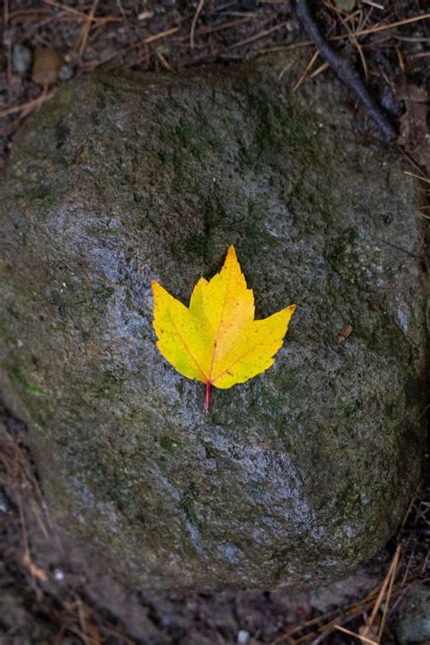 🥇 Image Of Lone Autumn Leaf Fall Foliage Trees Rocks Free Photo