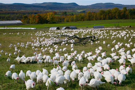 organic pasture raised thanksgiving turkeys hidden camp farm