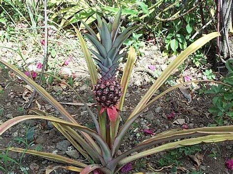 Ce guide de production et de transformation de l'ananas s'adresse aussi bien aux petits et moyens producteurs et transformateurs d'ananas, qu'aux vulgarisateurs de cette filière. Ananas