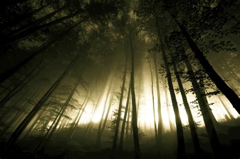 Nature Landscapes Trees Forest Sunlight Fog Mist Dark Wallpaper
