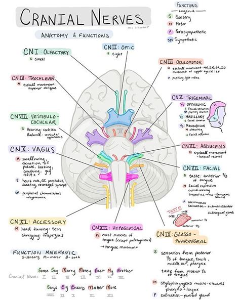 Day 539 Cranial Nerves And Their General Functions Blank One For
