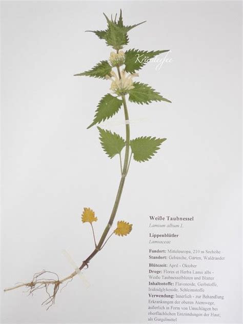 The bryophytes, pteridophytes, gymnosperms, monocots and dicots through the fabaceae (family 128) are located in the lehmann. Herbarium Deckblatt Vorlage Zum Ausdrucken