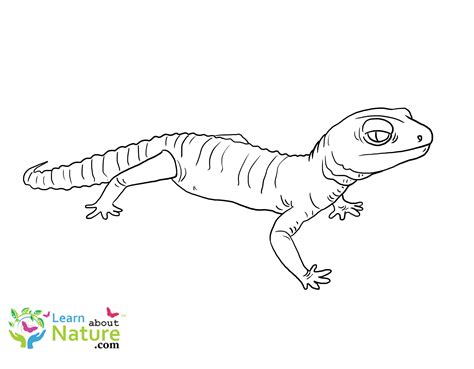 Gecko Coloring Page 2 Learn About Nature