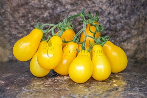 Beams Yellow Pear Tomato Vertiloom