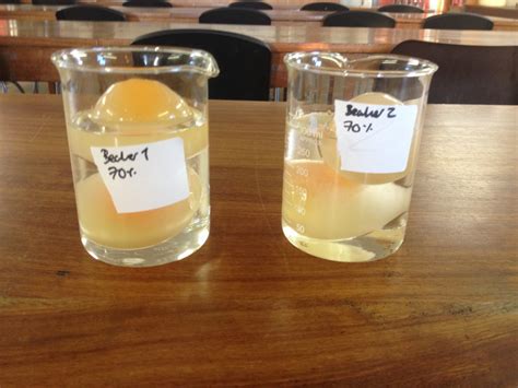 Egg osmosis lab attach in lab notebook hypothesis: Egg osmosis experiment
