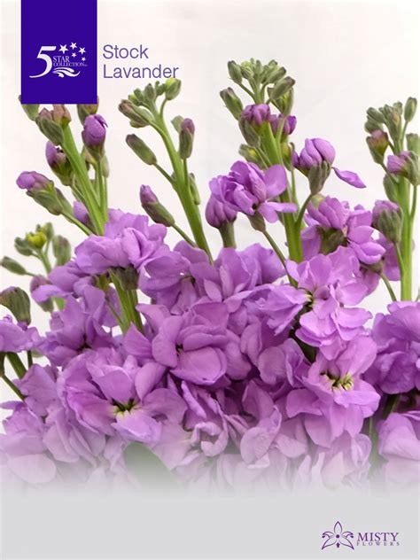Stock Lavender Misty Flowers