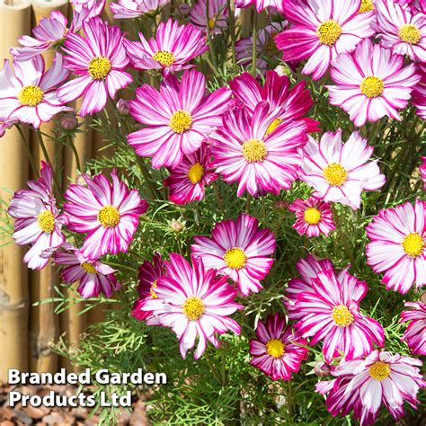 Cosmos Dwarf Purple Picotee Seeds Suttons