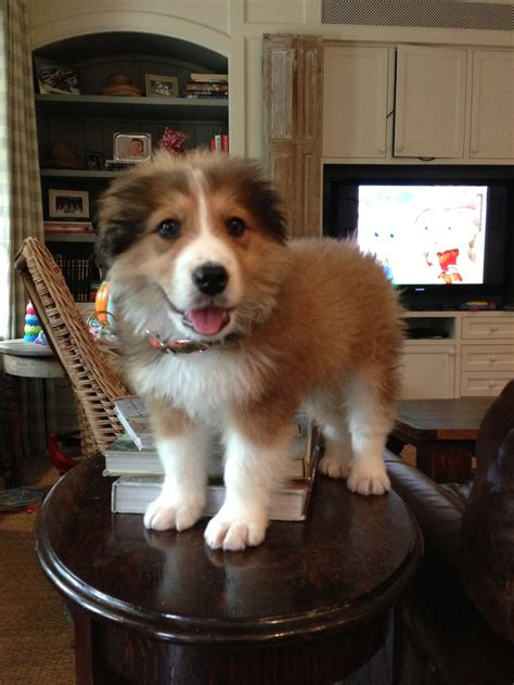 bronco   baby  great pyrenees   bernese mountain dog goofy dog puppy