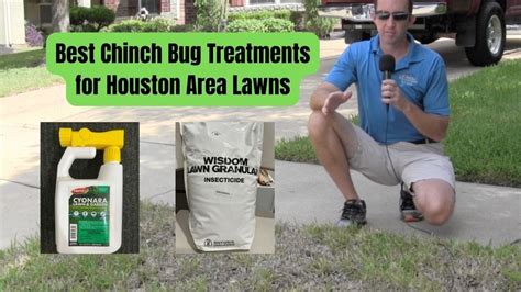 Best Chinch Bug Treatments For Houston Grass Pearland Sugar Land