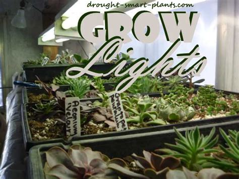 If you are growing plants that don't flower, like cacti, herbs, lettuce, etc. Grow Lights - supplemental light sources for succulent plants