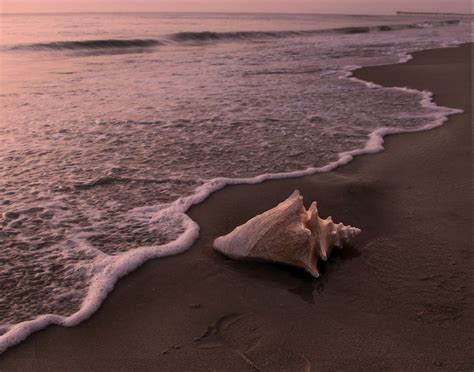 Seashell On The Beach Smithsonian Photo Contest Smithsonian Magazine