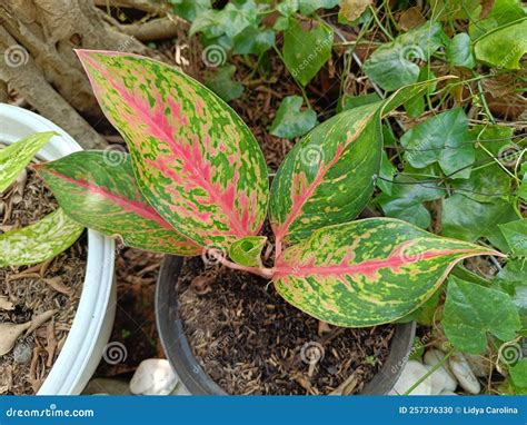 Red Legacy Plany in a Pot. Close Photo Shoot of Aglaonema Flower Plant
